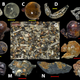 Some examples of the diverse range of particles collected from beach sands in Japan’s Motoujima Peninsula.